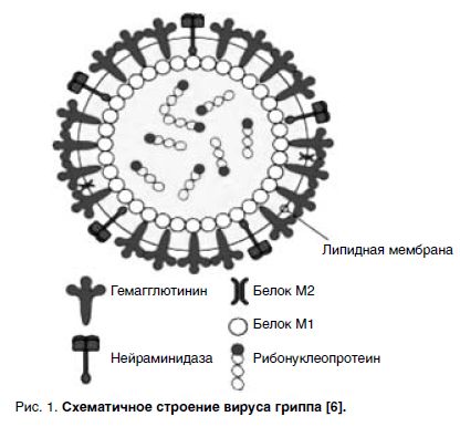 Схематичное строение вируса гриппа